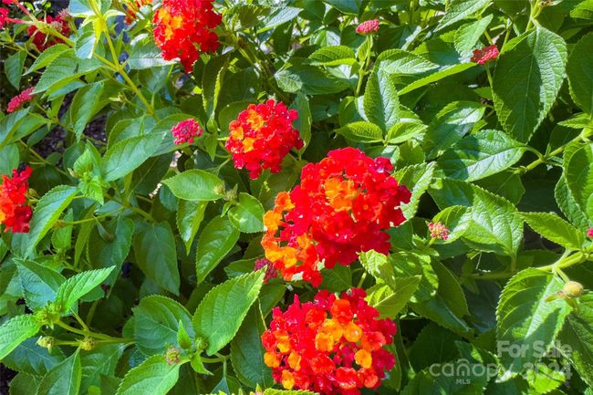 Mature and beautiful landscaping | Image 43