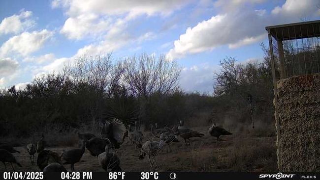 0 Blackbrush Spur, Home with 0 bedrooms, 0 bathrooms and null parking in George West TX | Image 22