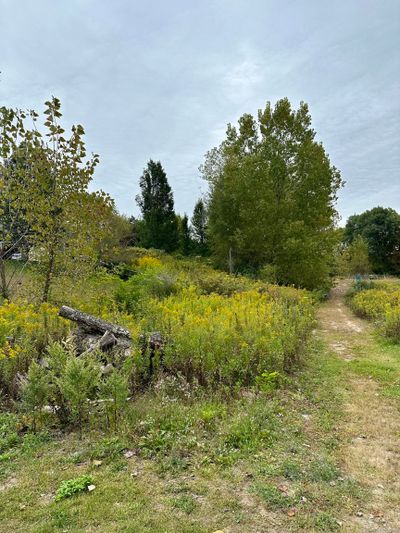 Graded driveway to homesite | Image 1