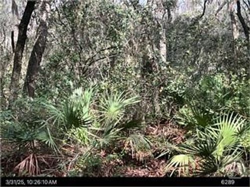 1545 Ne Delegal, Townsend, GA, 31331 | Card Image
