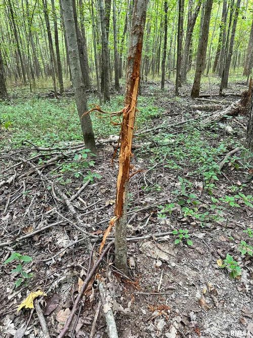 1138 E 970 E County Road, Sims, IL, 62886 | Card Image