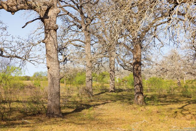 343 Batey Rd, Home with 3 bedrooms, 2 bathrooms and null parking in Nixon TX | Image 29