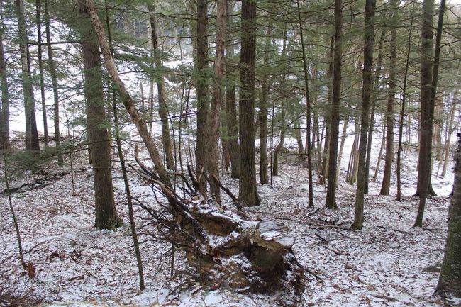 LOT-17 - 000 Wetherbee Farm Rd, Home with 0 bedrooms, 0 bathrooms and null parking in Lisbon NH | Image 21