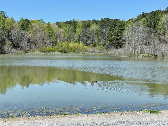 Lot 751 Morton Dr, Home with 0 bedrooms, 0 bathrooms and null parking in Ellijay GA | Image 8