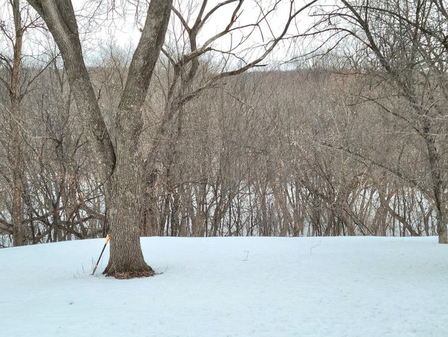 Wooded Acreage | Image 5