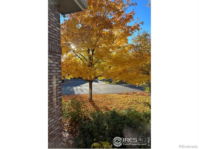 Front yard fall color! | Image 4