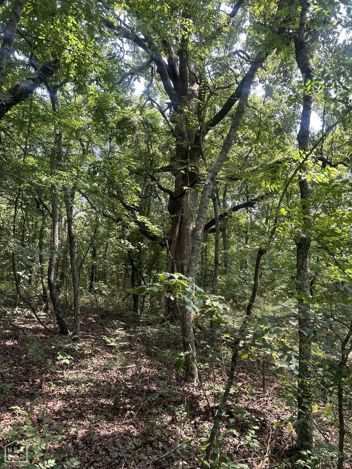 Land in Smithville 2