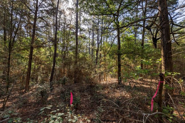 View of woods | Image 13