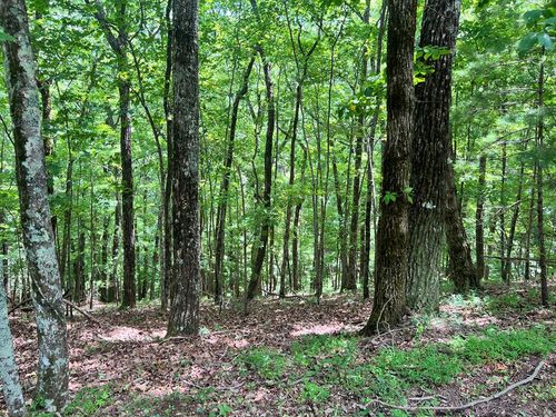 LTG67-68 Mountain Oak Rd, Ellijay, GA, 30536 | Card Image