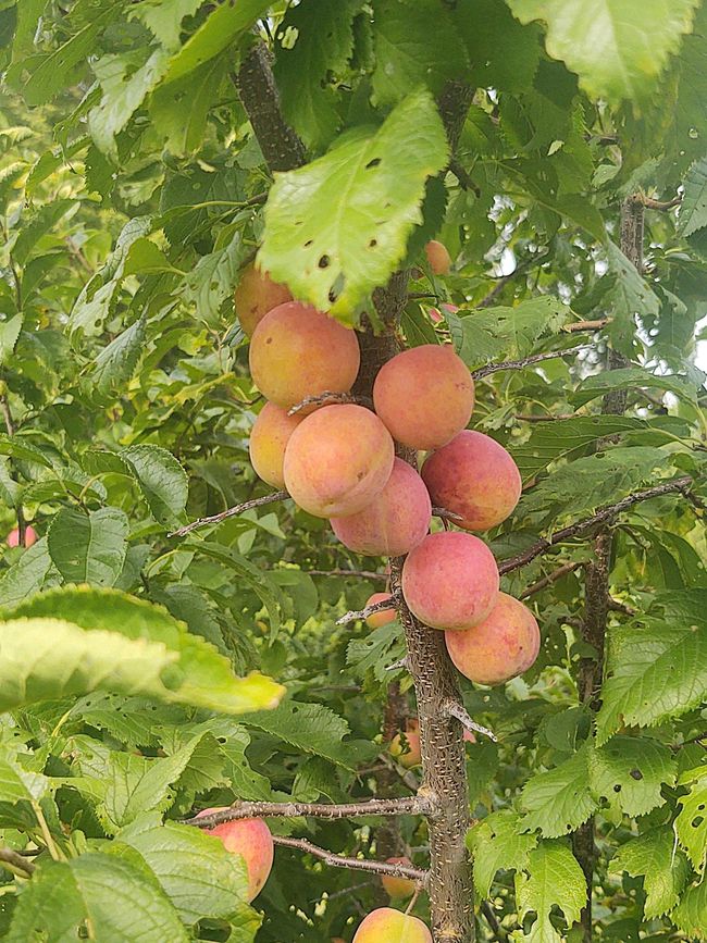 Peaches anyone | Image 95