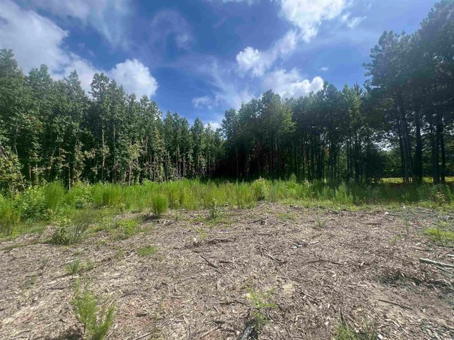View of woods | Image 6