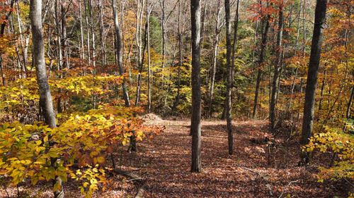 54 The Reserve At Cliffview, Zoe, KY, 41397 | Card Image