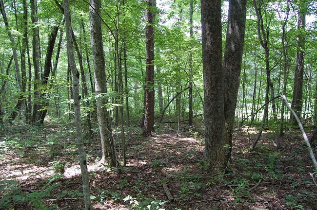 10 Laurel Brook Rd, Home with 0 bedrooms, 0 bathrooms and null parking in Dunlap TN | Image 8