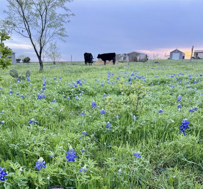 View of yard with a rural view | Image 8