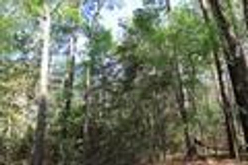 TBD County Road 3160, Colmesneil, TX, 75938 | Card Image