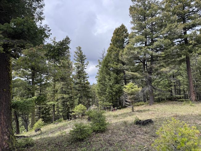 653 Canyon Hollow Lane, Home with 0 bedrooms, 0 bathrooms and null parking in Helmville MT | Image 10