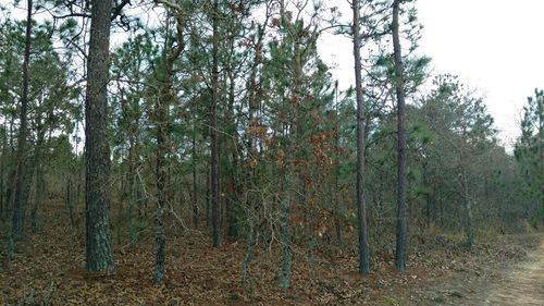 0 Ga Highway 137 W, Buena Vista, GA, 31803 | Card Image