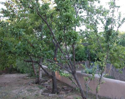 Front yard Fruit Trees, plum, peach, apple and cherry. | Image 3