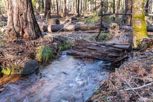  Montgomery Road, Shingletown, CA, 96088 | Card Image