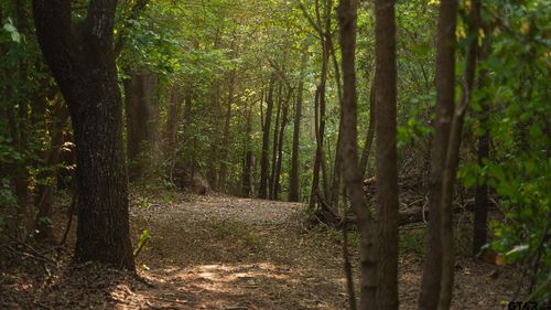 TBD County Road 246 S, Tyler, TX, 75705 | Card Image