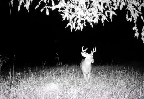TBD Nylund Rd, Cook, MN, 55723 | Card Image