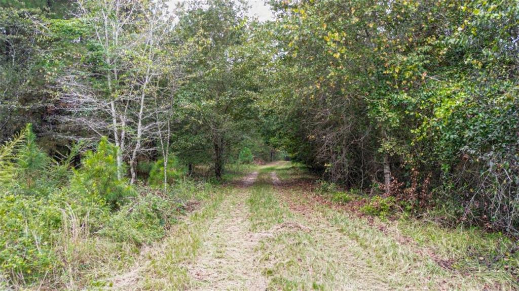 Land in Oglethorpe 2