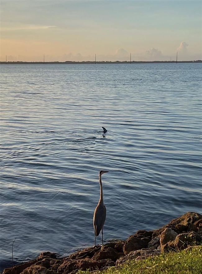 Local wildlife | Image 45