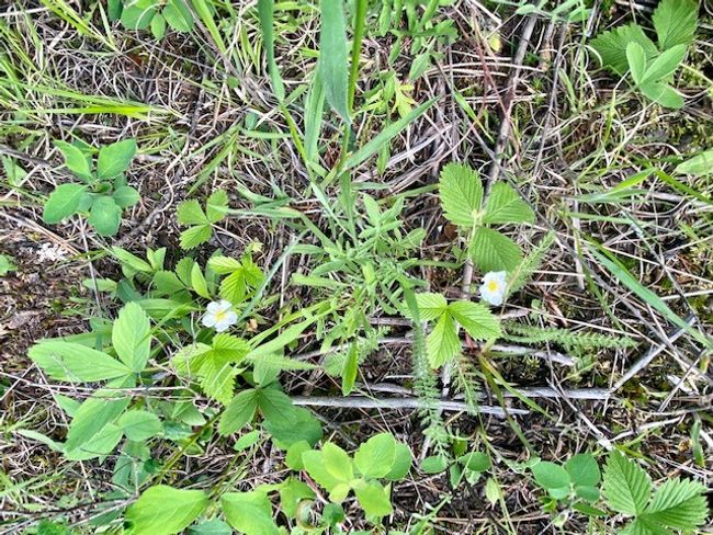 Strawberries | Image 5