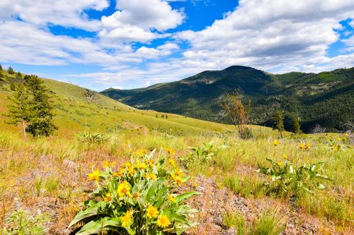 Tract 3 Henry Creek Road, Plains, MT, 59859 | Card Image
