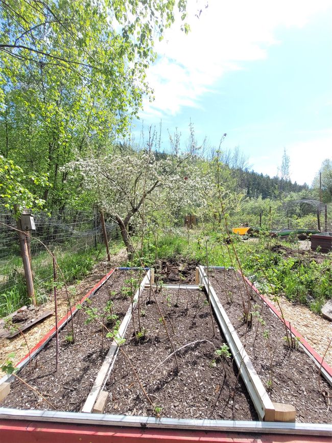 View of yard featuring a vegetable garden | Image 94