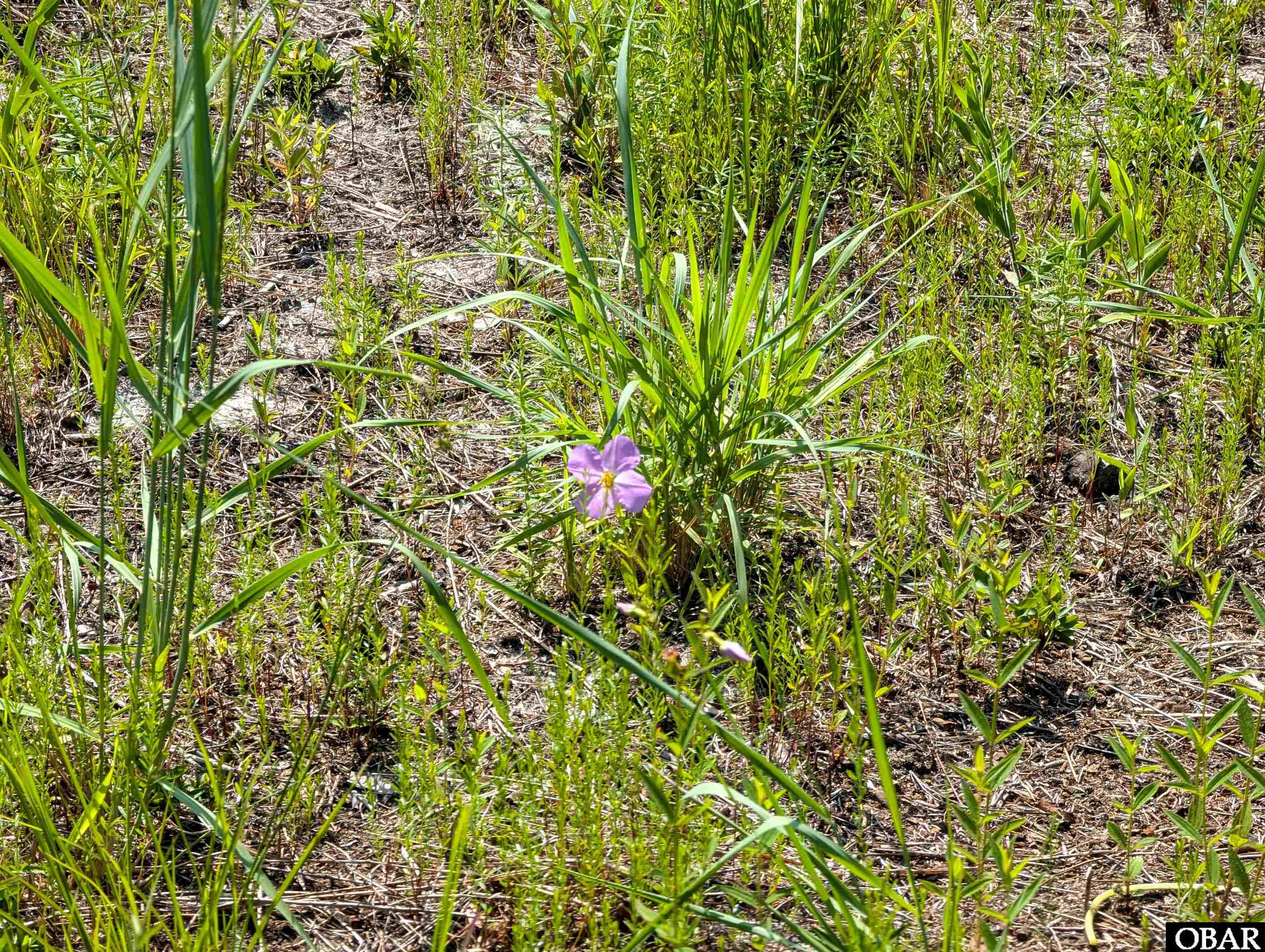 Land in Corolla 3