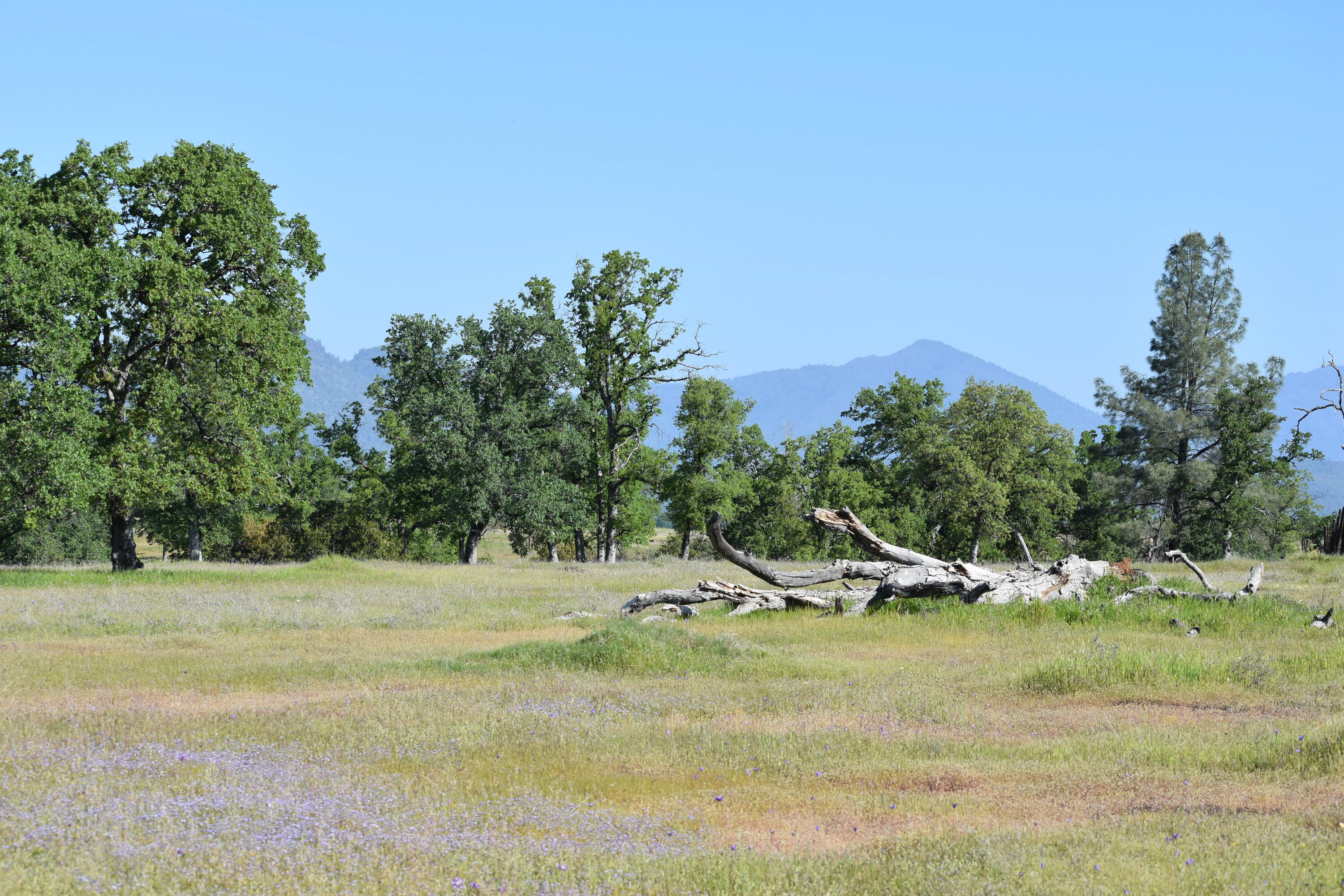 Land in Palo Cedro