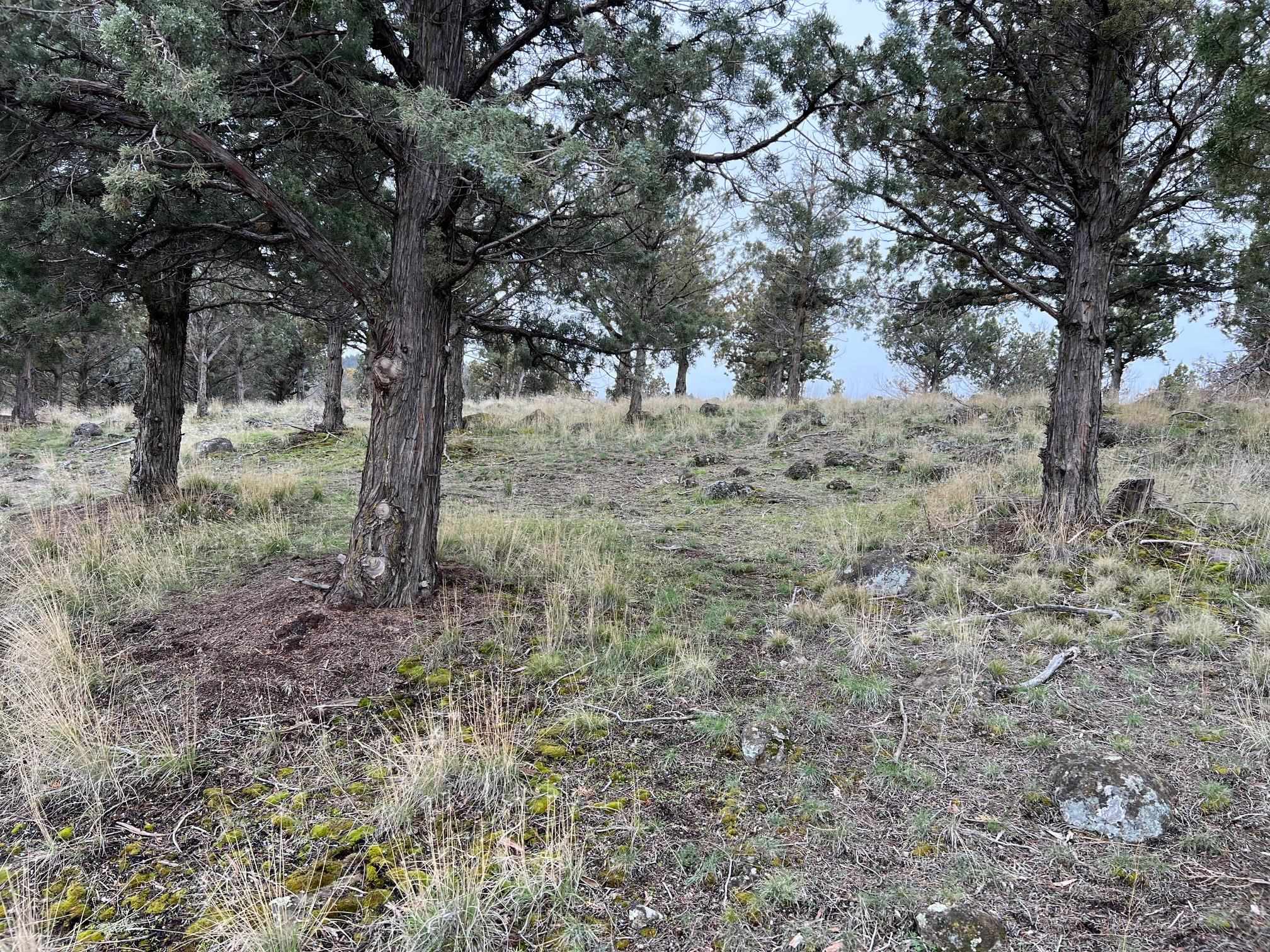 Land in Weed 4