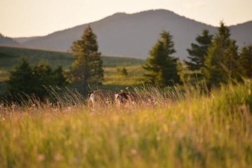 TBD Logging Creek Road, Monarch, MT, 59463 | Card Image