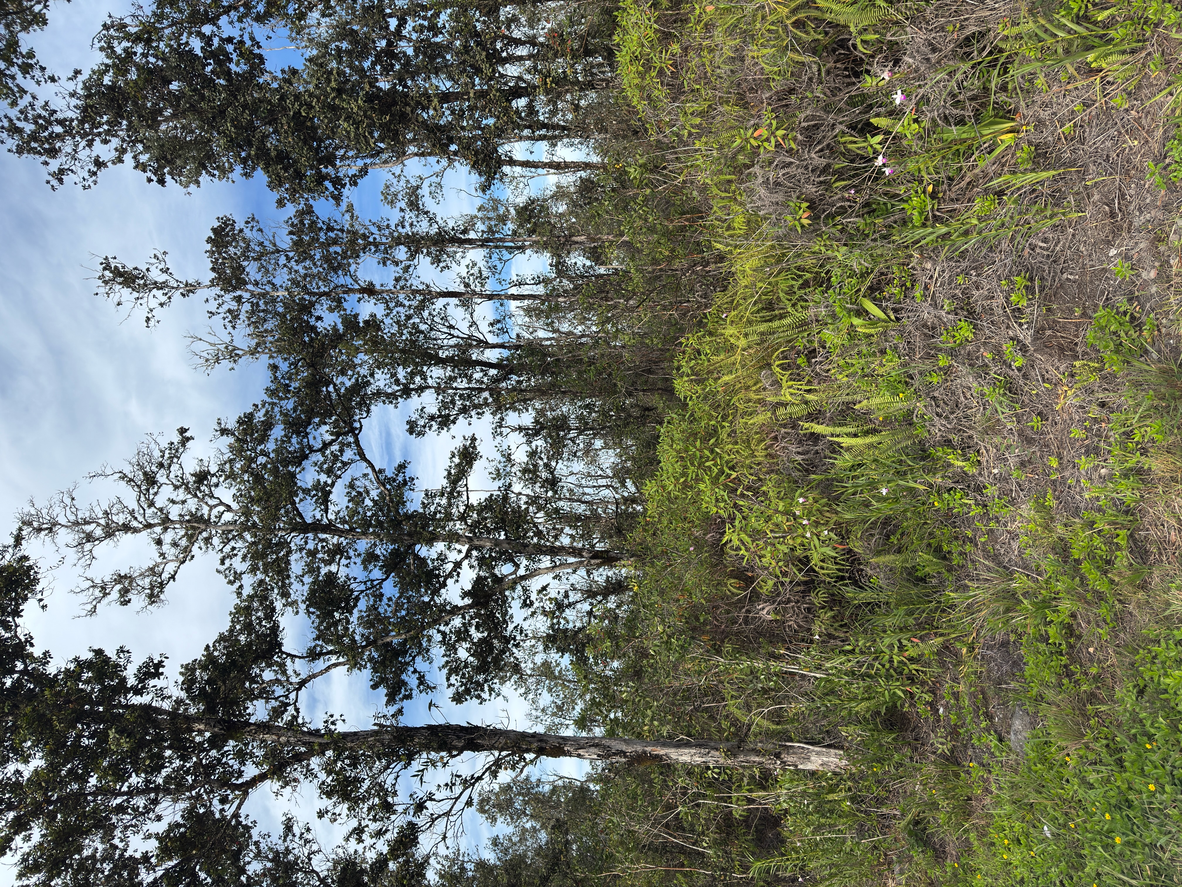 Land in Kurtistown 2