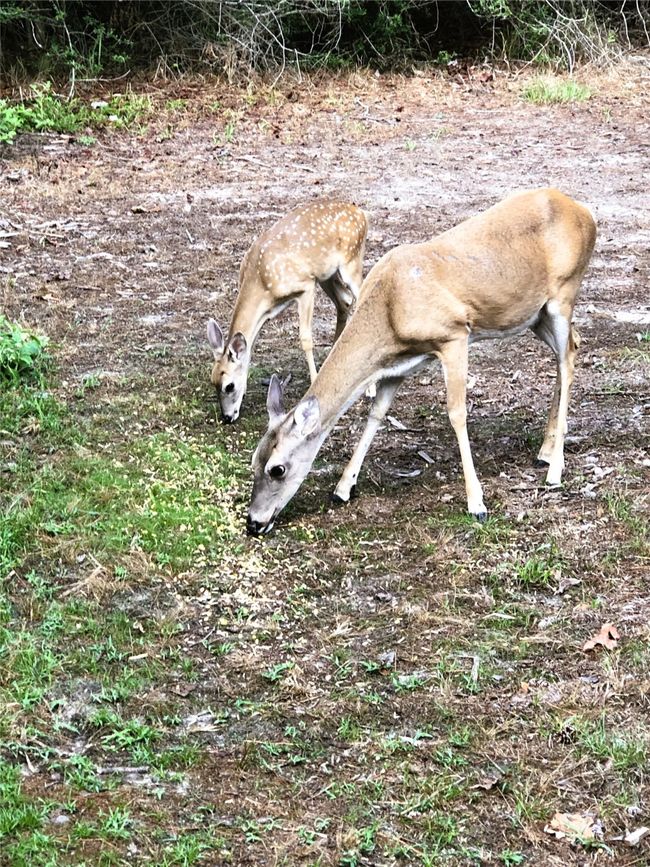 roaming deer | Image 5