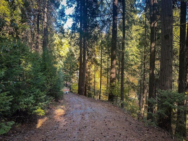5727 Starkes Grade Rd, Home with 0 bedrooms, 0 bathrooms and null parking in Pollock Pines CA | Image 28