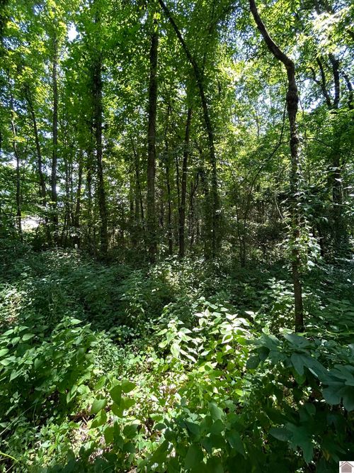 000 Maple Ln, Cadiz, KY, 42211 | Card Image