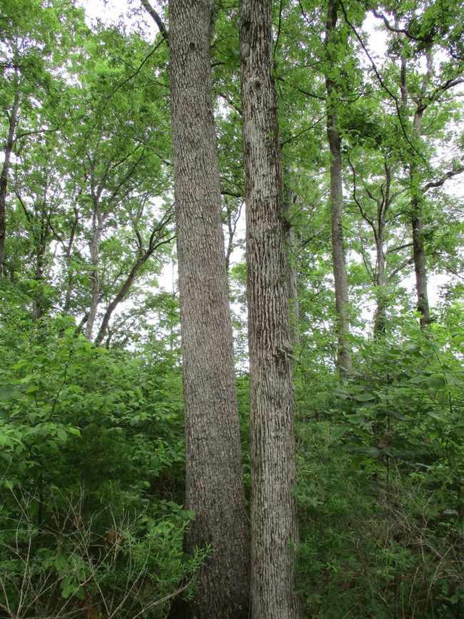 86 Adam Loop, Home with 0 bedrooms, 0 bathrooms and null parking in Bath Springs TN | Image 21