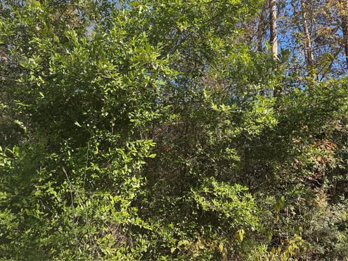 TBD Lakeview Ln, Shepherd, TX, 77371 | Card Image