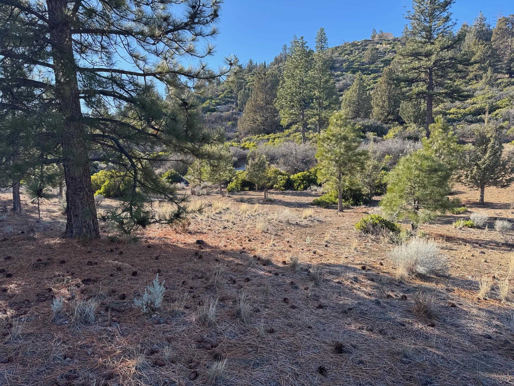 Land in Weed