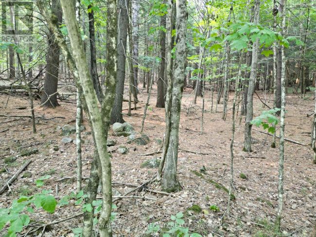 00 Buckslide Rd, Home with 0 bedrooms, 0 bathrooms and null parking in Algonquin Highlands (Stanhope) ON | Image 4