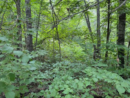 TBD Flower Trail, Breezy Point, MN, 56472 | Card Image