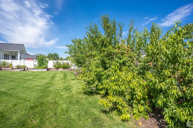 Fruit Tree: Pear, Apple, & Peach.Exterior Photos taken from previous season. | Image 63