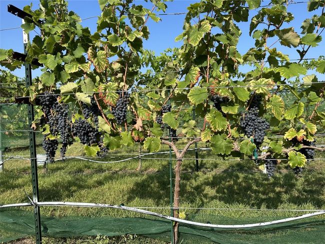 Ripened grapes have recently been harvested | Image 36