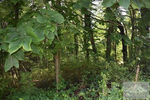TBA Beverly Hills Dr, North Tazewell, VA, 24630 | Card Image
