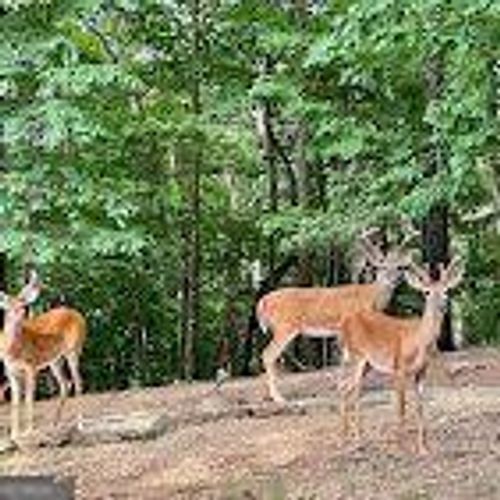 181 Poolside Ct, Ellijay, GA, 30540 | Card Image