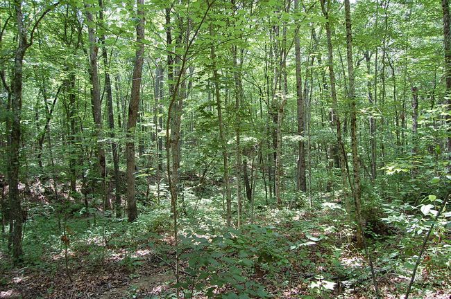 10 Laurel Brook Rd, Home with 0 bedrooms, 0 bathrooms and null parking in Dunlap TN | Image 13