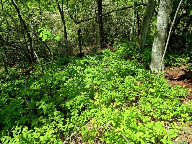 Lot 4 Megan Trace Ln, Home with 0 bedrooms, 0 bathrooms and null parking in Turtletown TN | Image 11