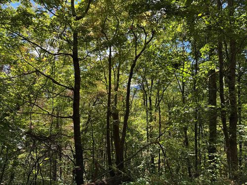 #16 Burnt Leaf Lane, Hayesville, NC, 28904 | Card Image